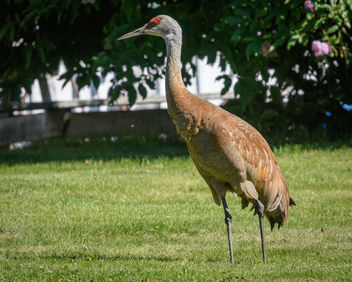 Lesser Sandhill Crane - Kostenloses image #454999